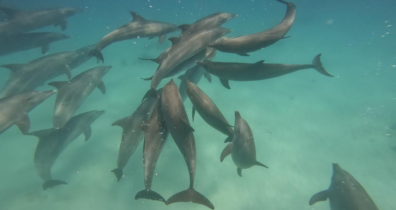 Delfintour