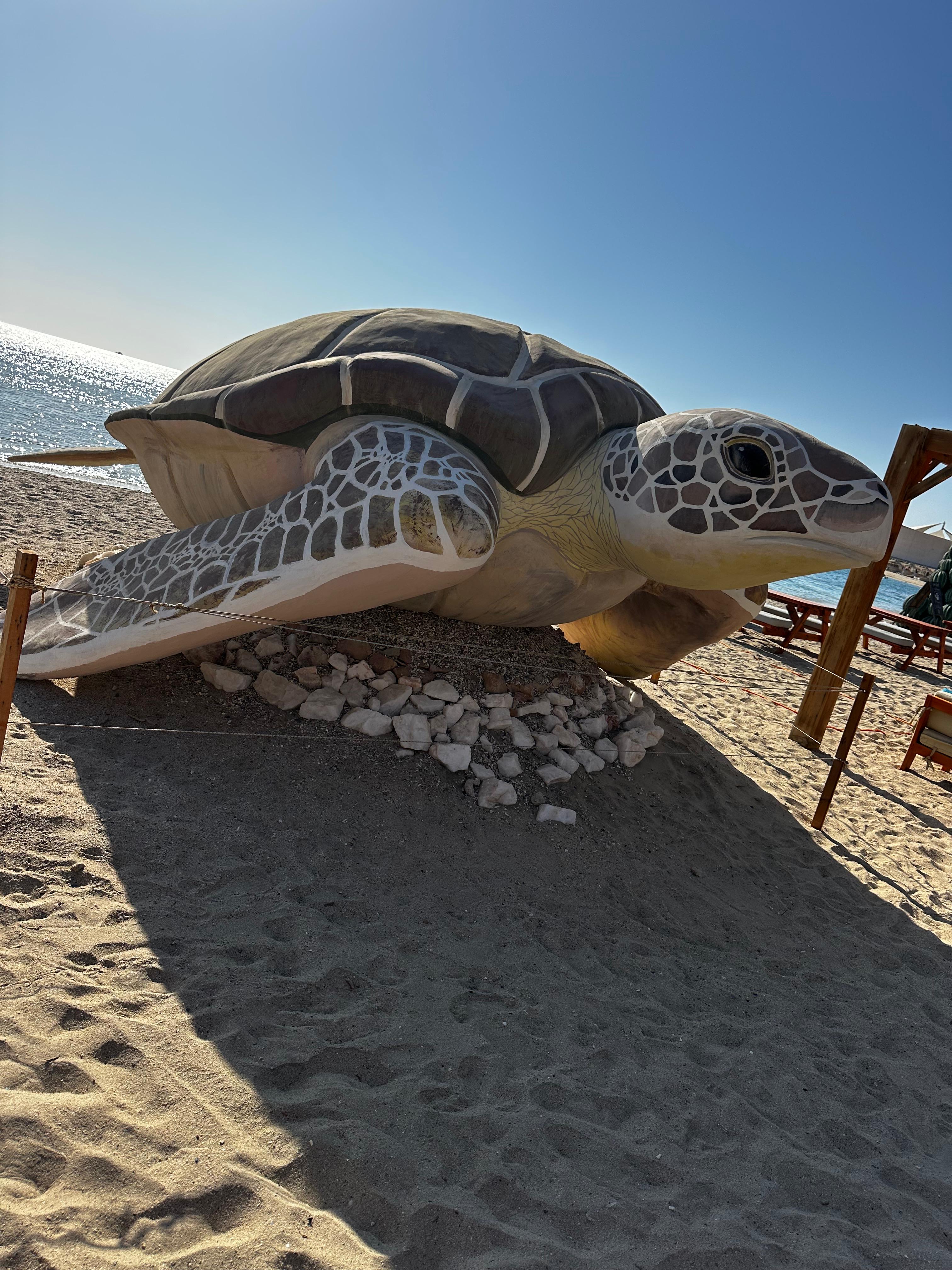 Marsa Alam, Abu Dabbab zu den🐢